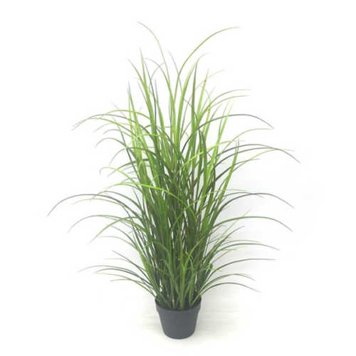 Nepplant - Gras met pot